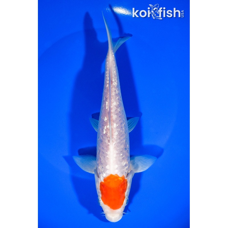 7.75" GINRIN TANCHO KOHAKU