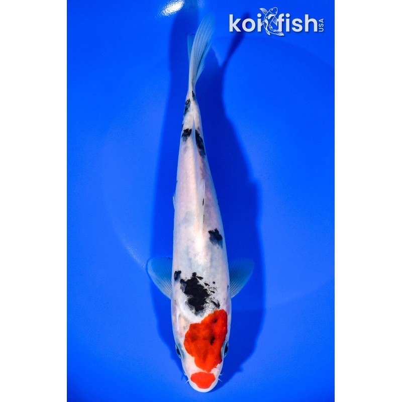 7.75" SANKE