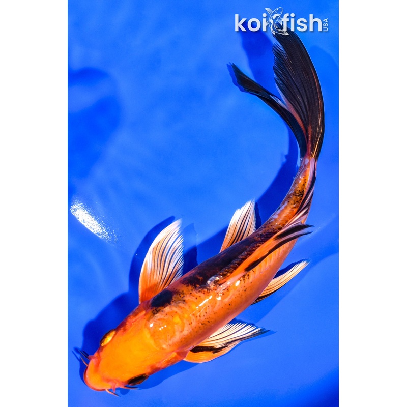 7" DOITSU ORENJI BEKKO BUTTERFLY
