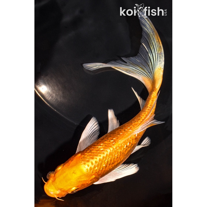 7" GINRIN ORENJI OGON BUTTERFLY