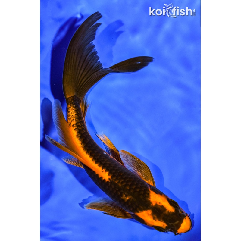 7" ORENJI MATSUBA BUTTERFLY