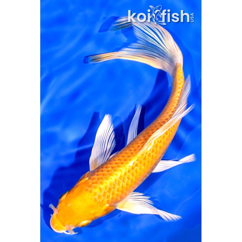 7" YAMABUKI OGON BUTTERFLY