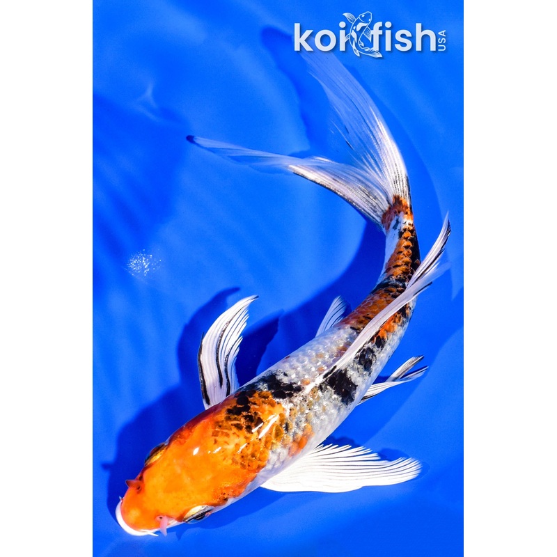 7" YAMATO NISHIKI BUTTERFLY