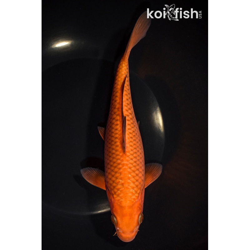 8.25" CHAGOI