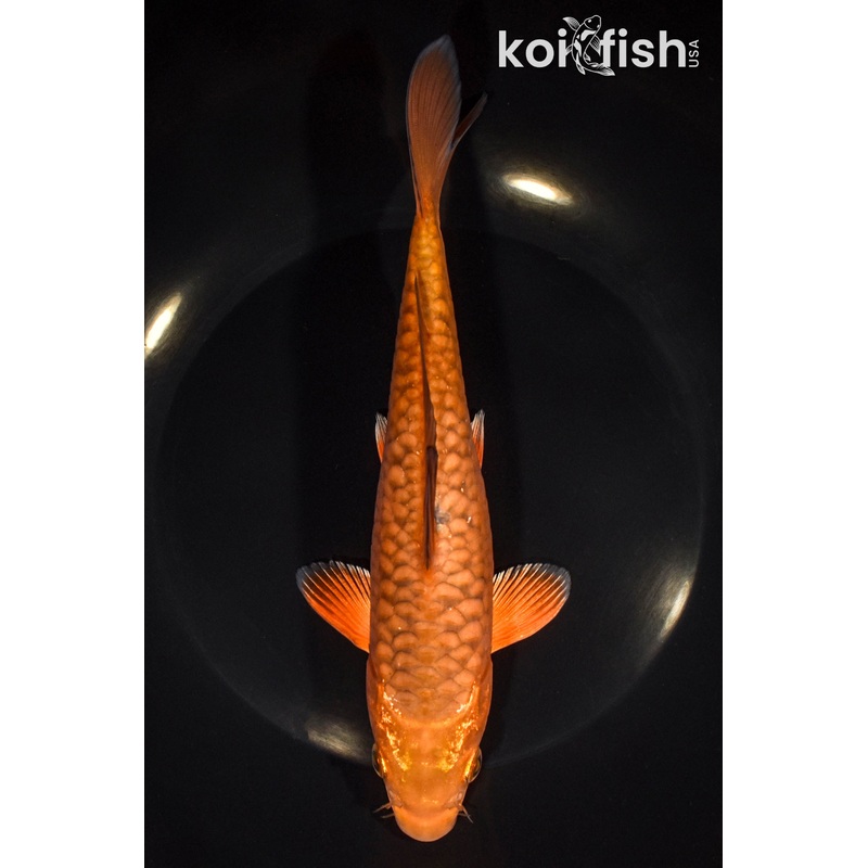 8.25" DOITSU CHAGOI