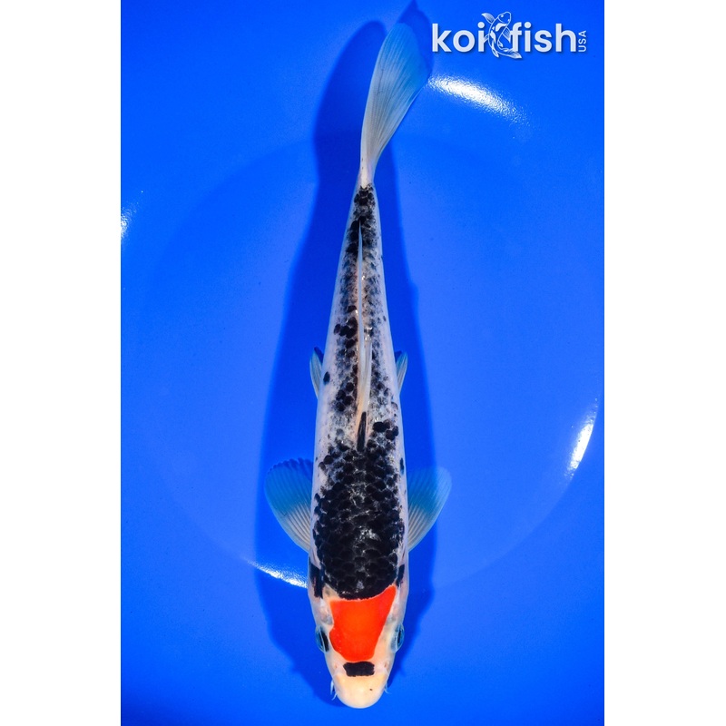 8.25" TANCHO BENI MATSUKAWABAKE