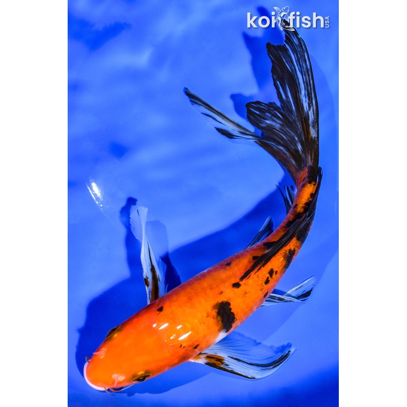 8.5" AKA SANKE BUTTERFLY