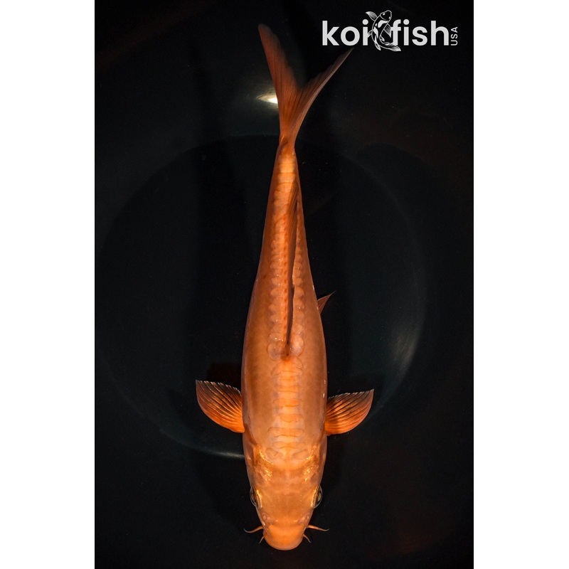 8.5" DOITSU CHAGOI