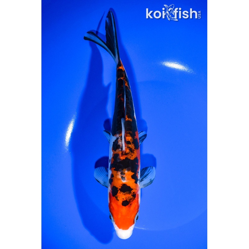 8.5" DOITSU SANKE