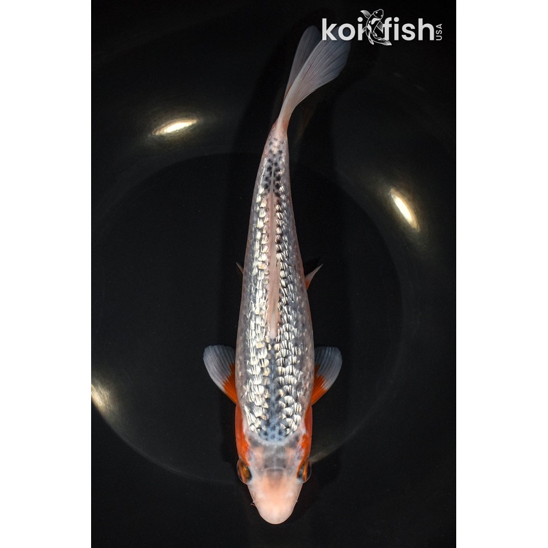 8.5" GINRIN ASAGI