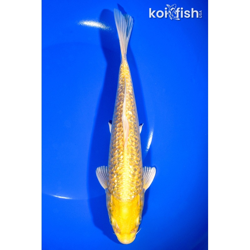 8.5" GINRIN YAMABUKI OGON