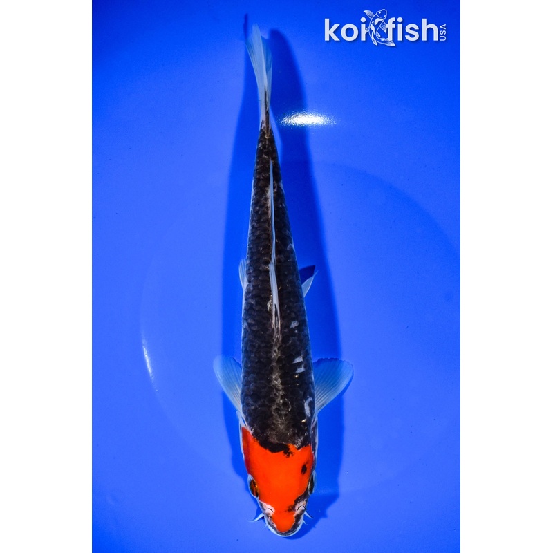 8.5" HOODED BENI MATSUKAWABAKE