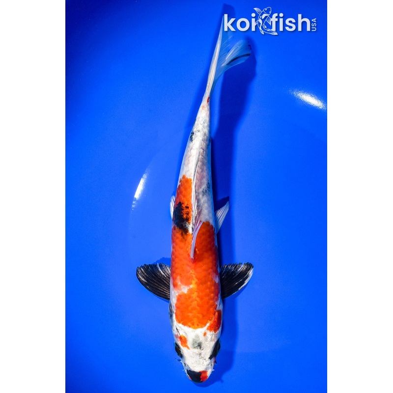 8.5" KIN SHOWA