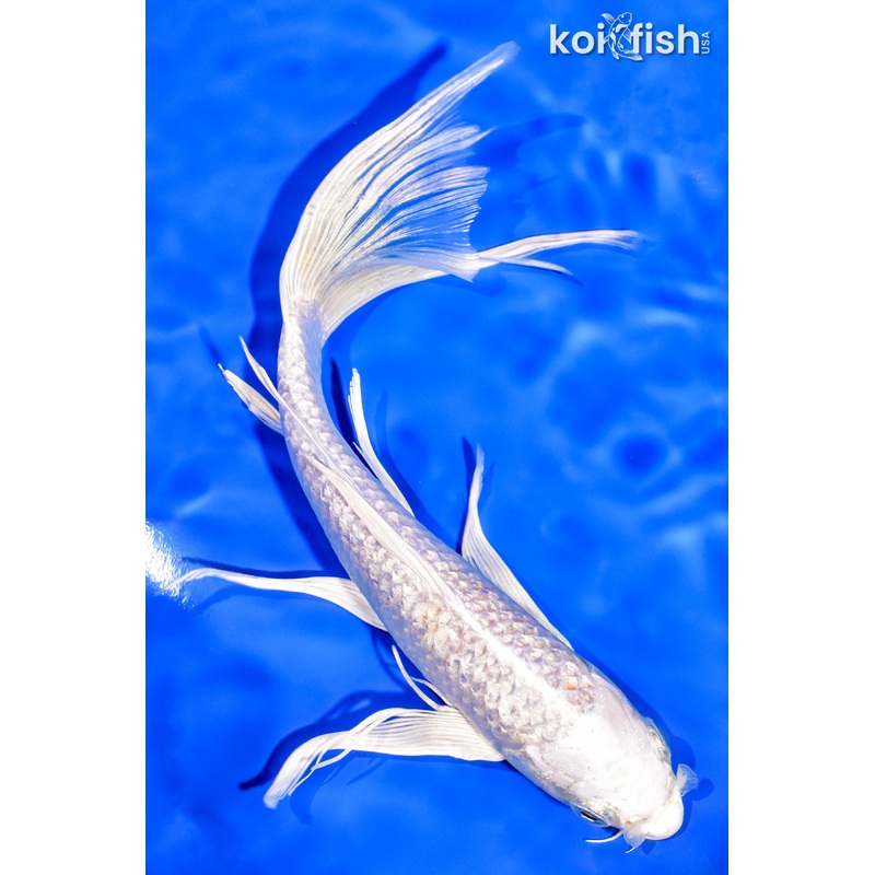 8.75" GINRIN HARIWAKE BUTTERFLY