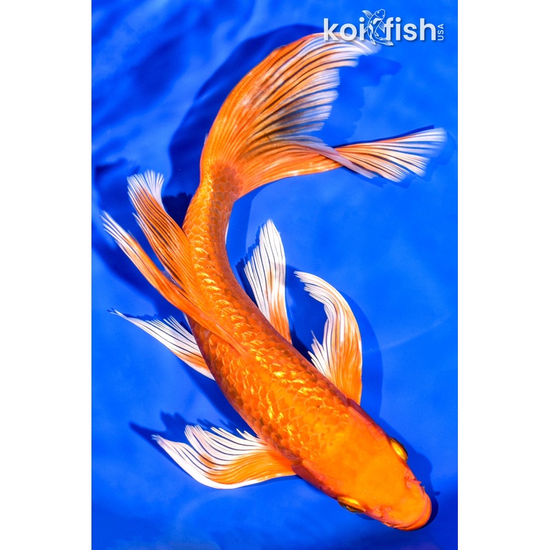 8.75" GINRIN ORENJI OGON BUTTERFLY
