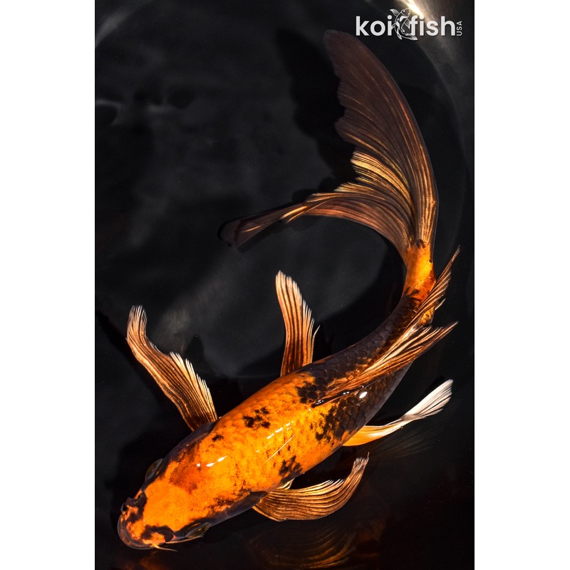 8.75" KIN HI UTSURI BUTTERFLY