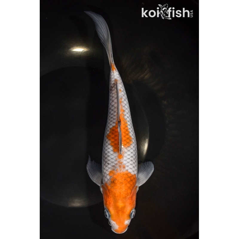 8.75" OCHIBA SHIGURE