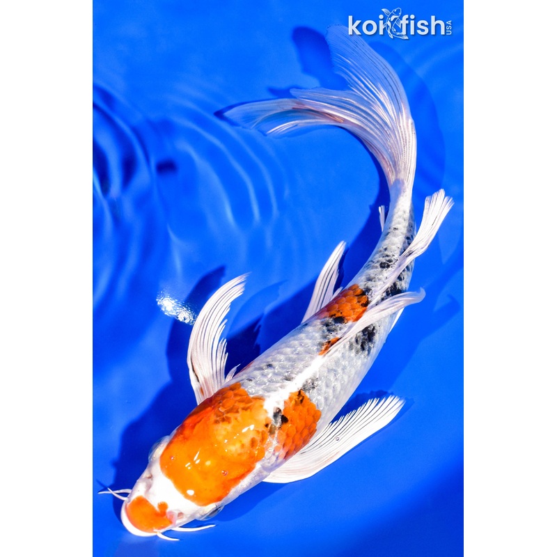 8.75" YAMATO NISHIKI BUTTERFLY