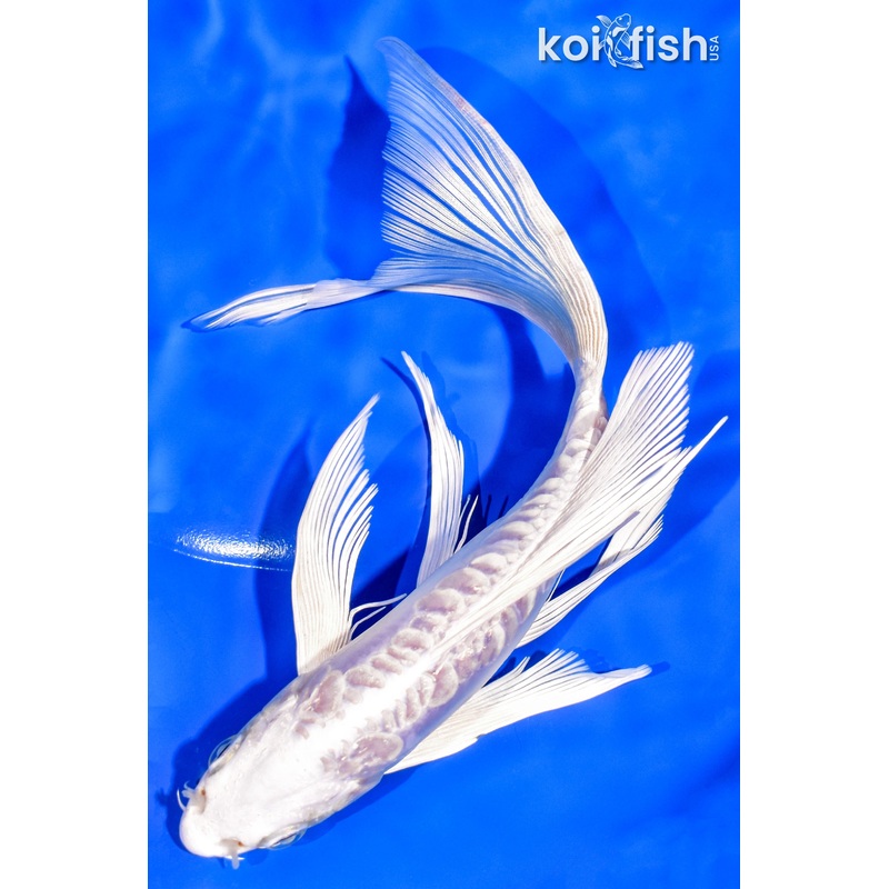 8" DOITSU PLATINUM OGON BUTTERFLY