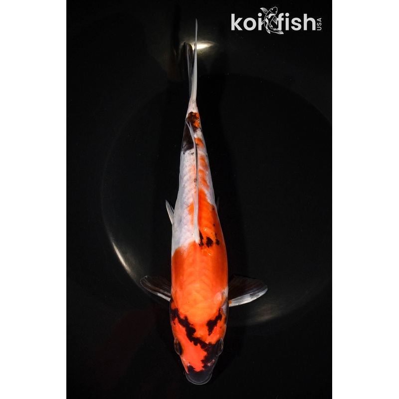8" DOITSU SHOWA