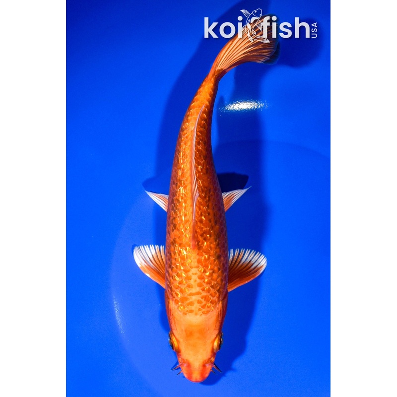8" GINRIN ORENJI OGON