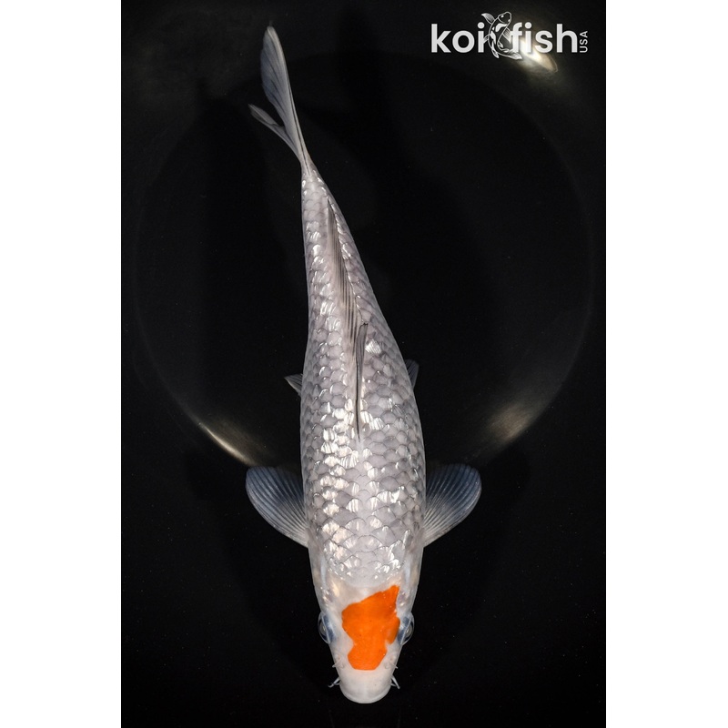 8" GINRIN TANCHO OCHIBA SHIGURE