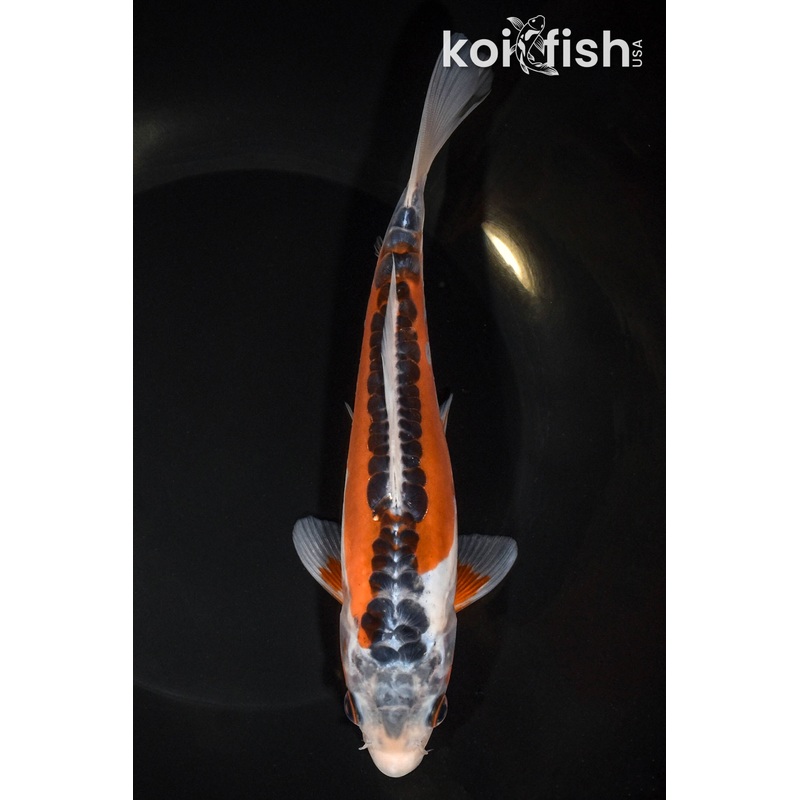 8" HI SHUSUI