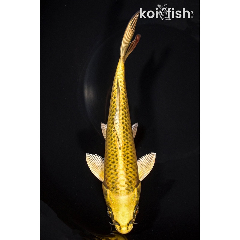 8" KI MATSUBA