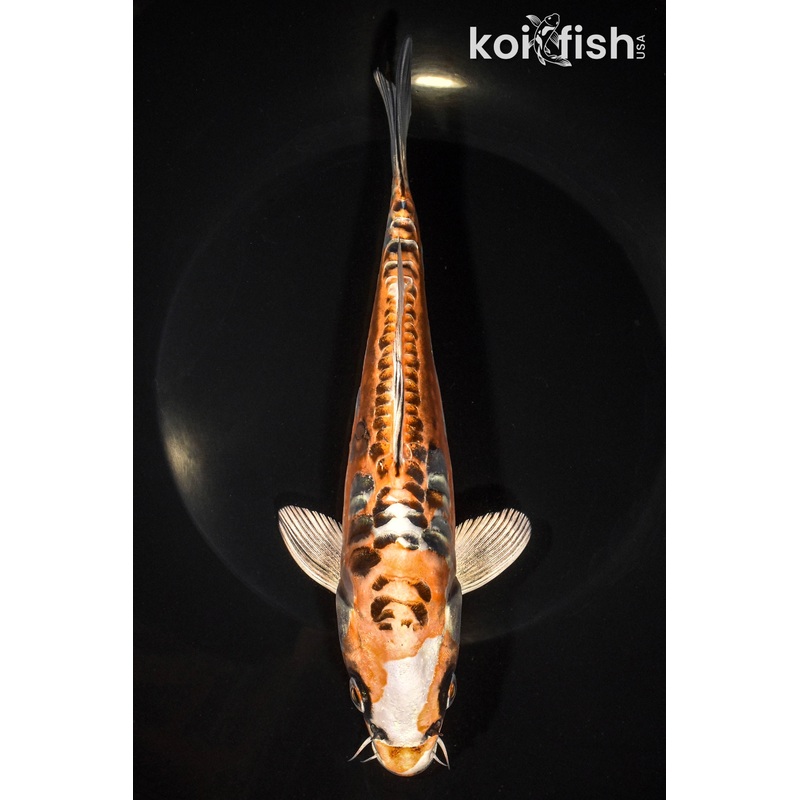 8" KIN KIKOKURYU