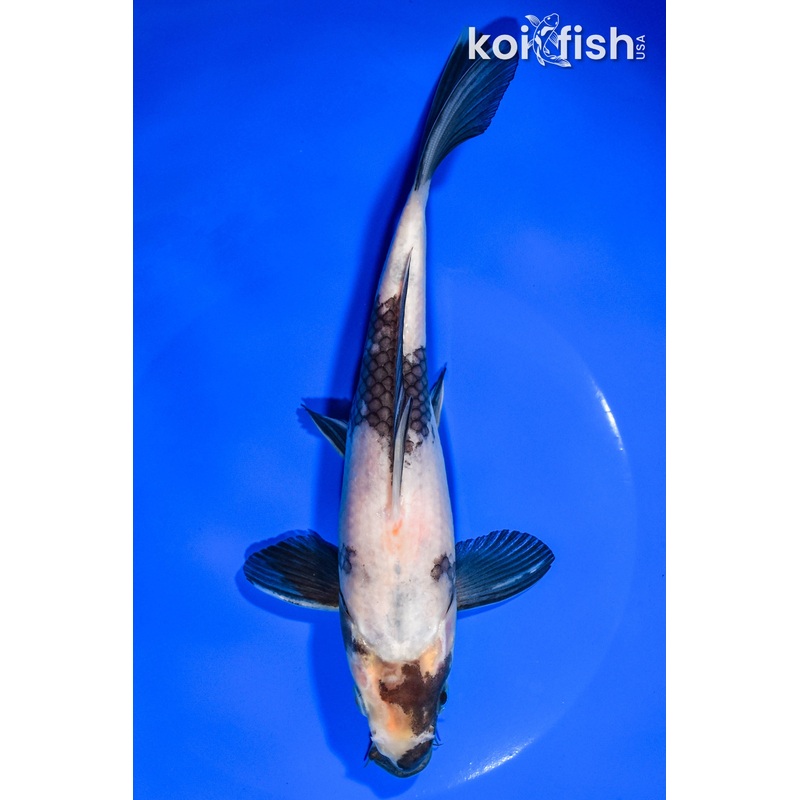 8" SHIRO UTSURI