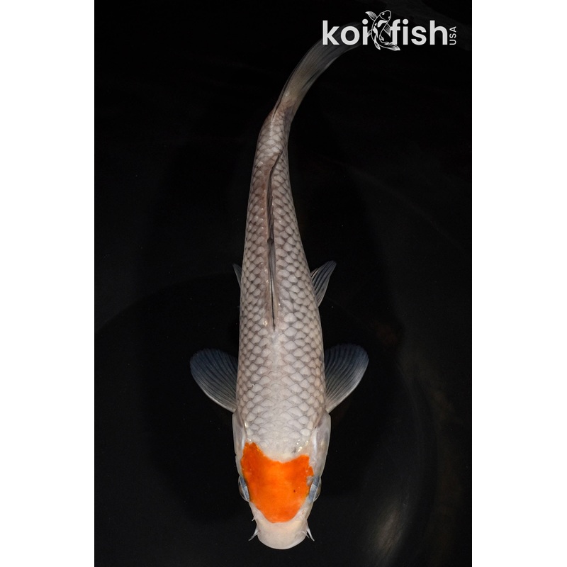 8" TANCHO OCHIBA SHIGURE