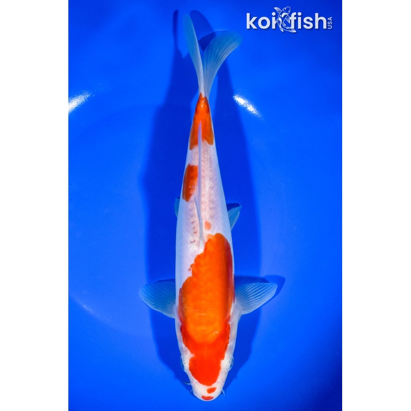 9.25" DOITSU KOHAKU