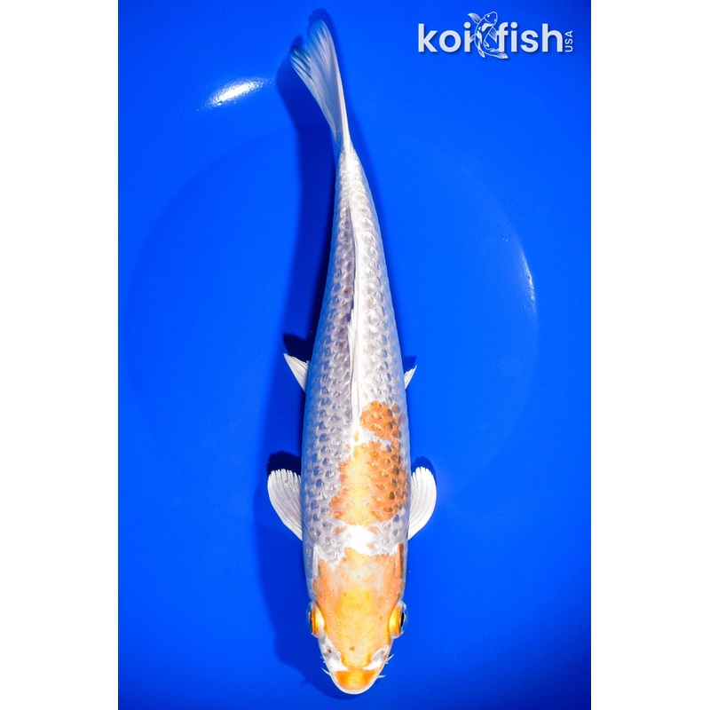 9.25" GINRIN HARIWAKE