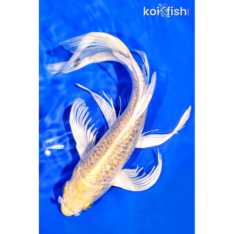 9.25" GINRIN YAMABUKI OGON BUTTERFLY