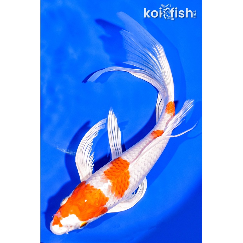 9.25" HARIWAKE BUTTERFLY