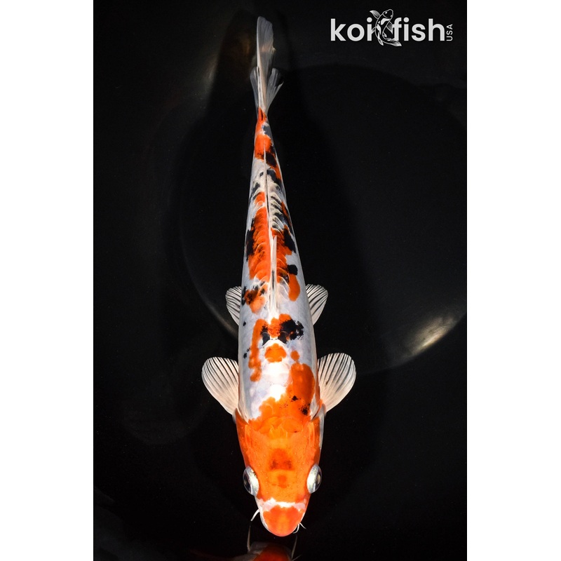 9.25" HEISEI NISHIKI