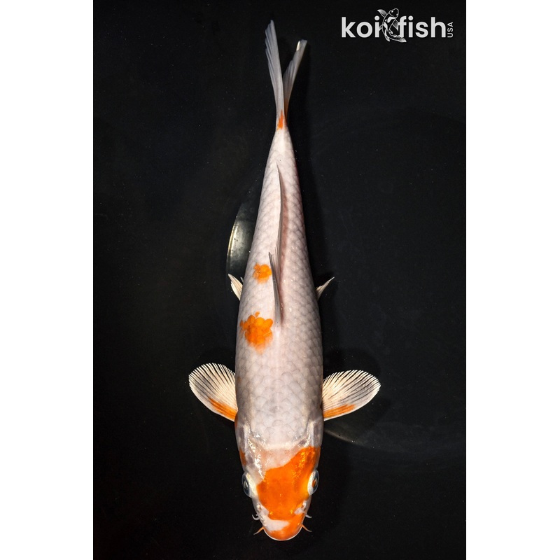 9.25" OCHIBA SHIGURE