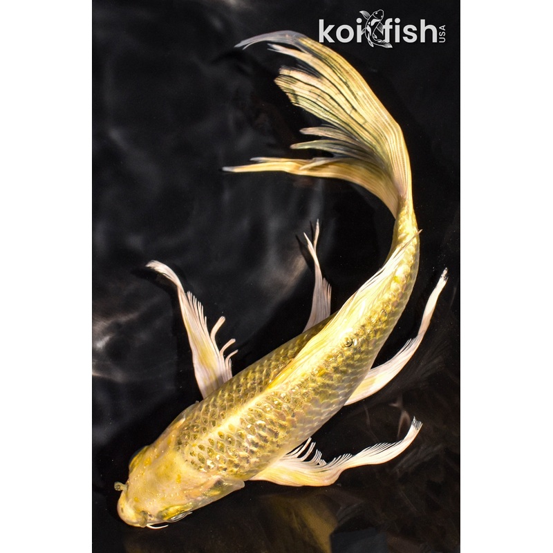 9.25" YAMABUKI OGON BUTTERFLY