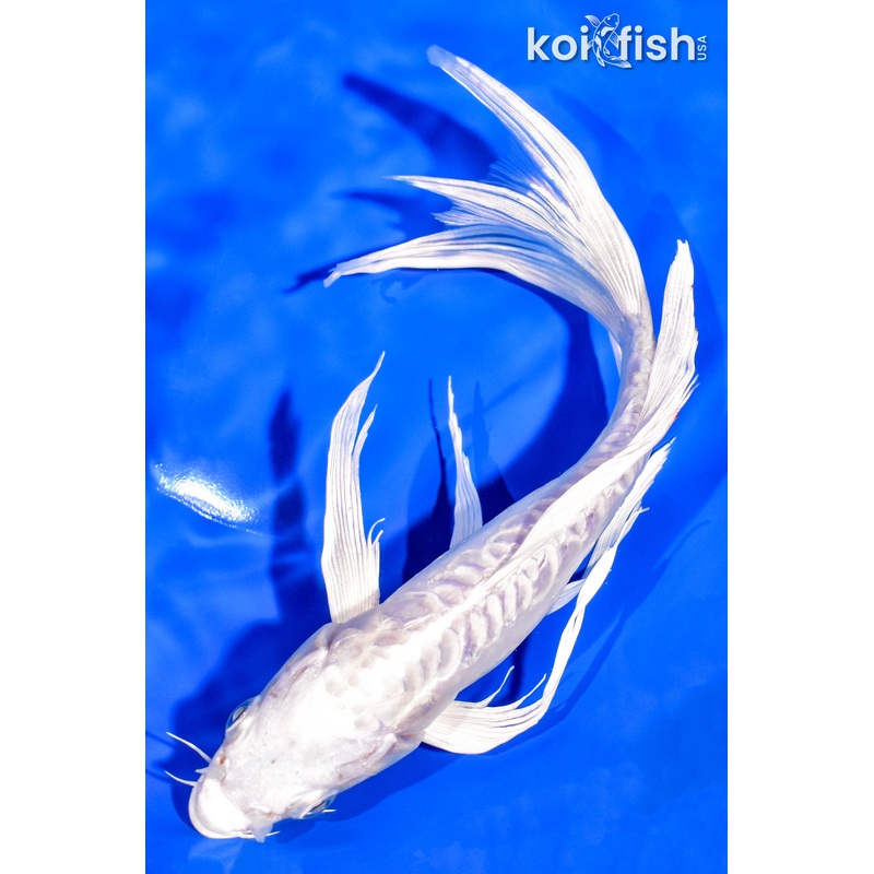 9.5" DOITSU PLATINUM OGON BUTTERFLY
