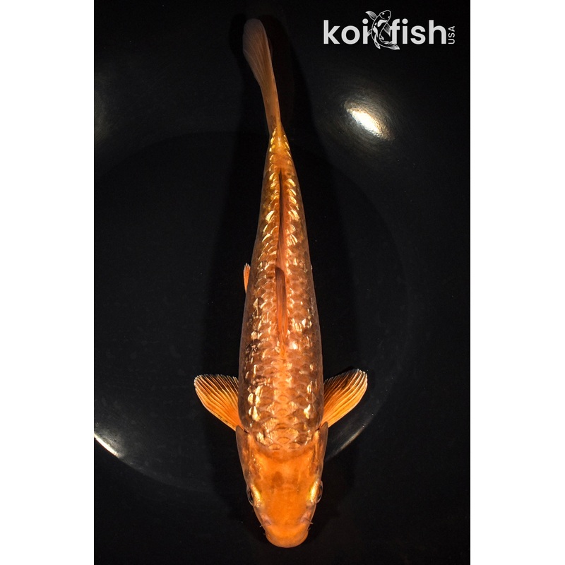 9.5' GINRIN CHAGOI
