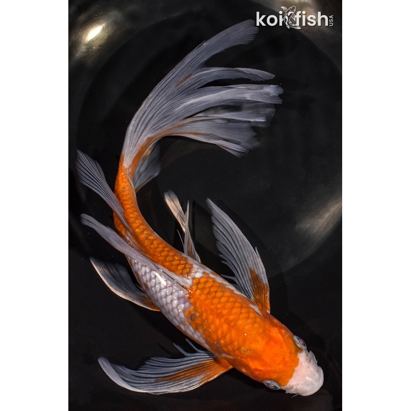 9.5" GINRIN OCHIBA SHIGURE BUTTERFLY