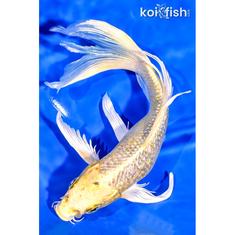 9.5" GINRIN YAMABUKI OGON BUTTERFLY