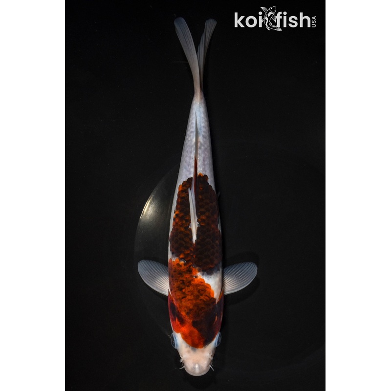 9.5" GOROMO