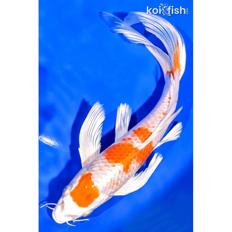 9.5" HARIWAKE BUTTERFLY