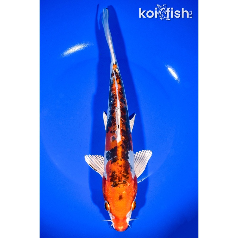 9.5" HEISEI NISHIKI