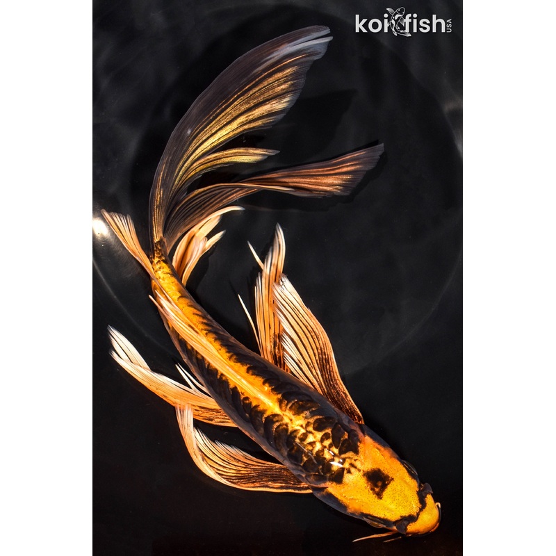 9.5" KIN KIKOKURYU BUTTERFLY