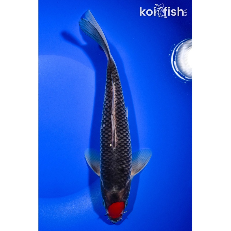 9.5" TANCHO LIPSTICK GOSHIKI