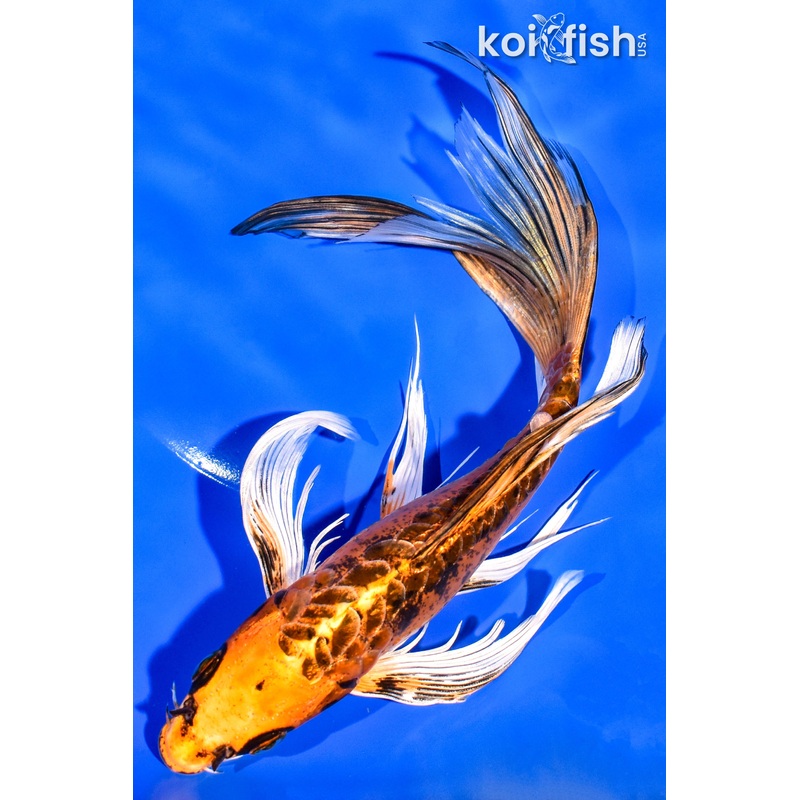 9.75" DOITSU ORENJI MATSUBA BUTTERFLY