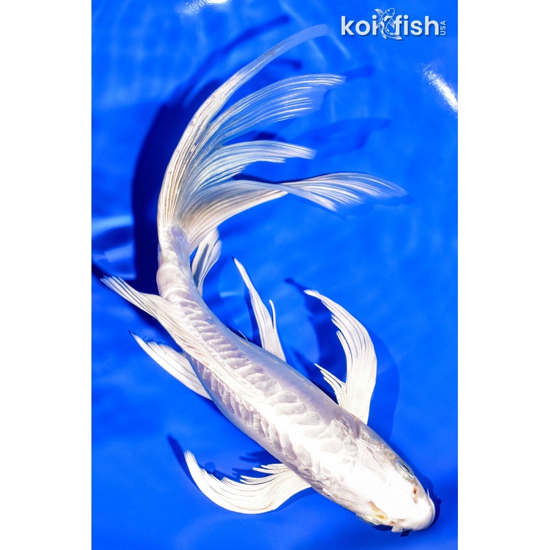 9.75' DOITSU PLATINUM OGON BUTTERFLY