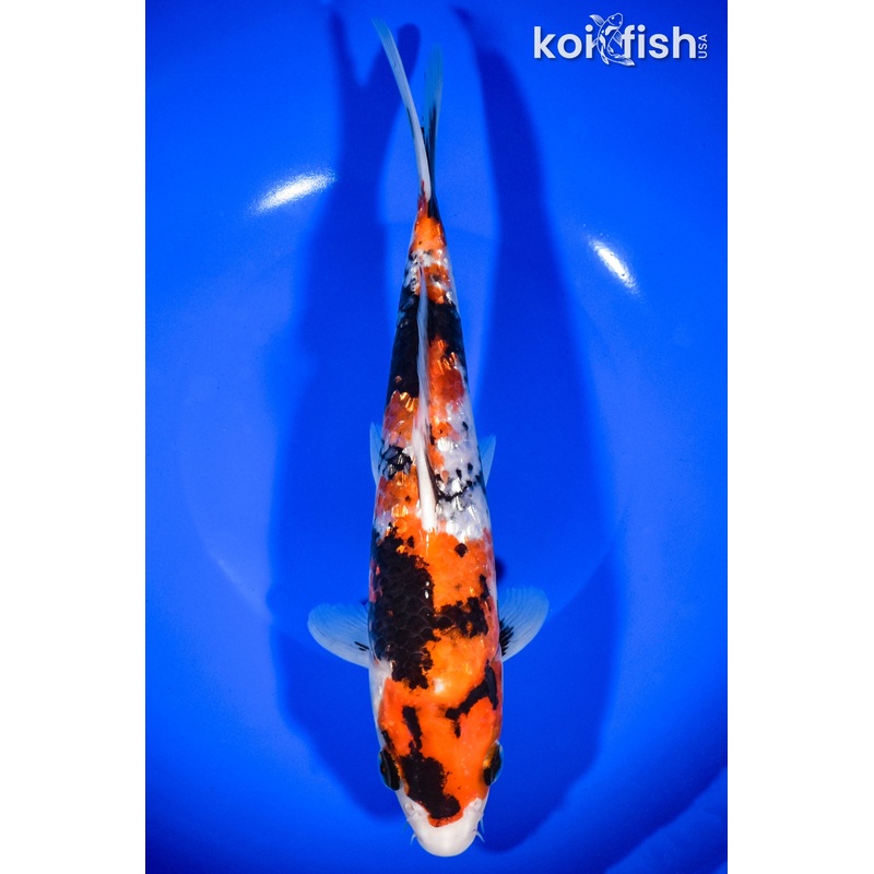 9.75" GINRIN SHOWA